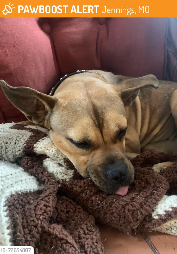 Found/Stray Female Dog last seen Jennings station road, Jennings, MO 63136