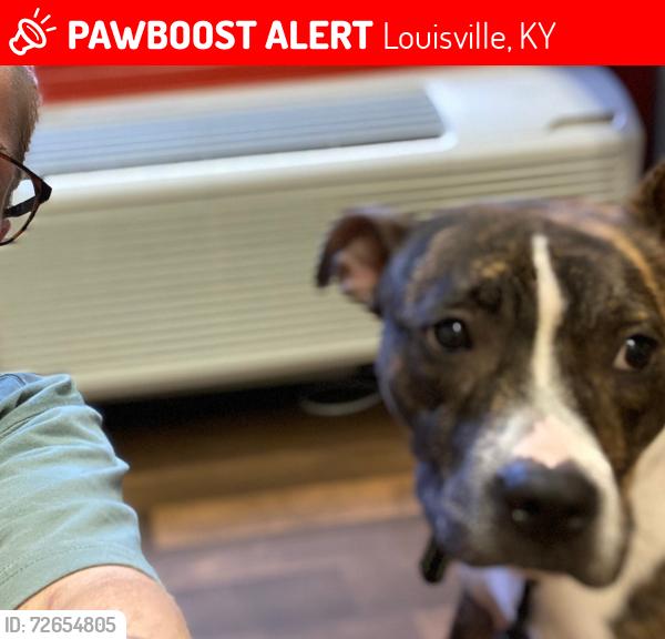 Lost Female Dog last seen louisville, Louisville, KY 40241