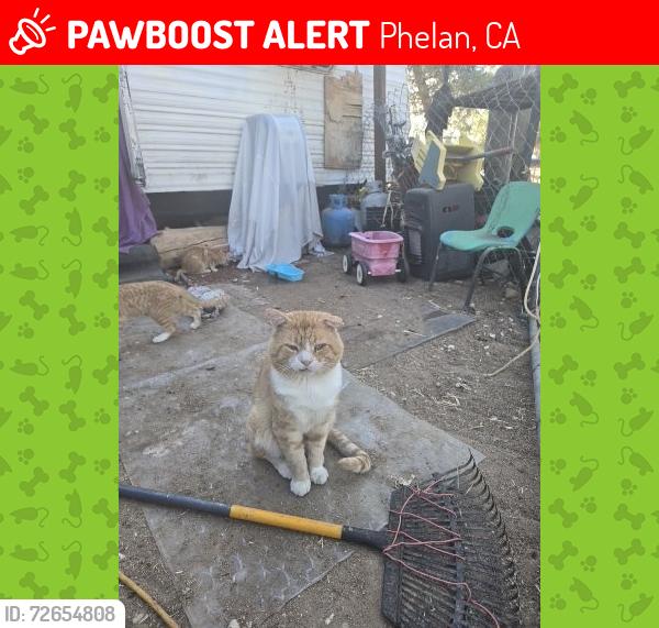 Lost Male Cat last seen Sonora and cambria, Phelan, CA 92371