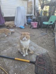 Lost Male Cat last seen Sonora and cambria, Phelan, CA 92371