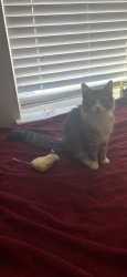 Lost Female Cat last seen Near stone oak parkway, san antonio tx , San Antonio, TX 78258