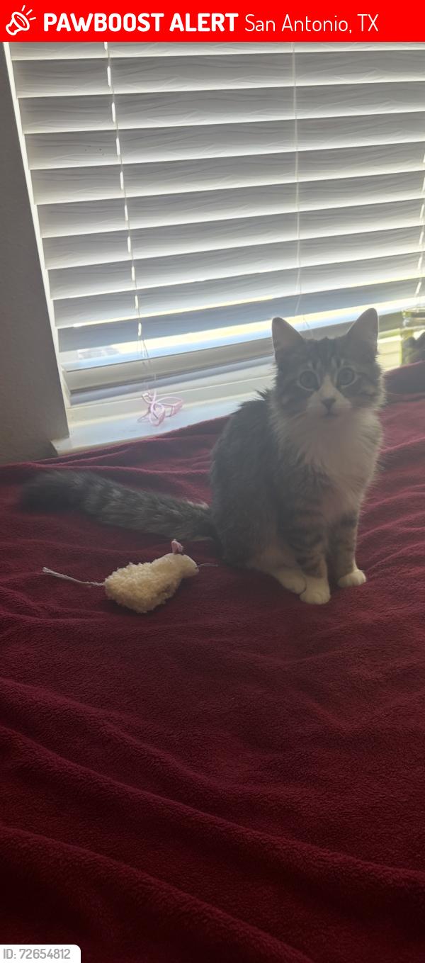 Lost Female Cat last seen Near stone oak parkway, san antonio tx , San Antonio, TX 78258