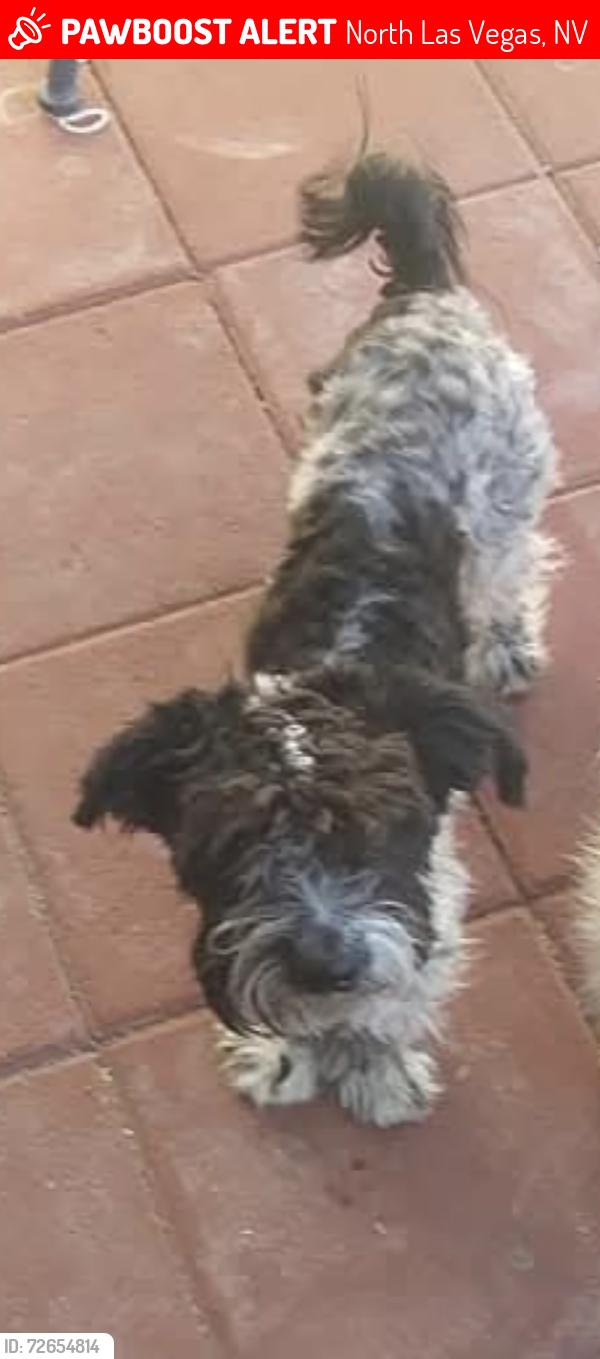 Lost Male Dog last seen Lake mead and civic center, North Las Vegas, NV 89030