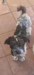 Lost Male Dog last seen Lake mead and civic center, North Las Vegas, NV 89030
