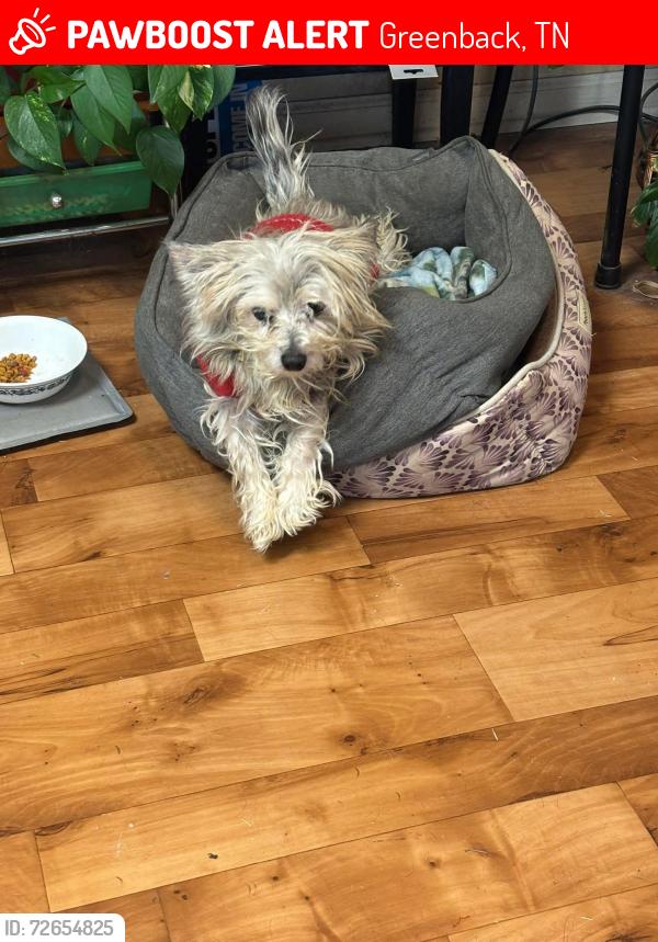 Lost Male Dog last seen Old sinking creek rd, Greenback, TN 37742