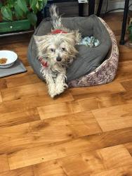Lost Male Dog last seen Old sinking creek rd, Greenback, TN 37742