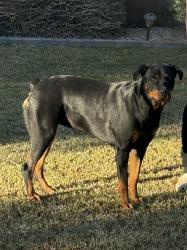 Lost Female Dog last seen Cooper and Chandler Heights, Chandler, AZ 85249