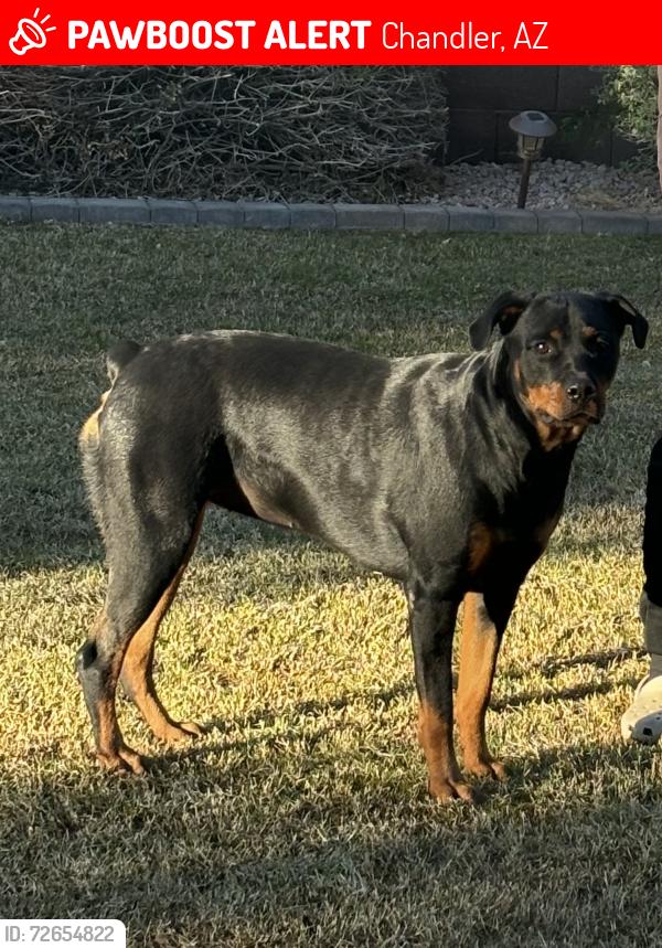 Lost Female Dog last seen Cooper and Chandler Heights, Chandler, AZ 85249