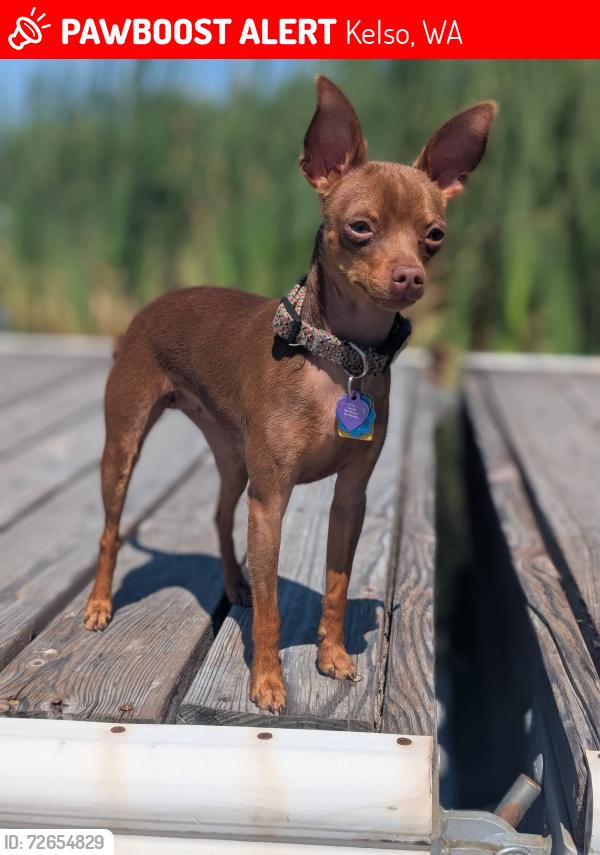 Lost Female Dog last seen Veys Drive, Kelso, WA 98626