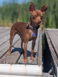 Lost Female Dog last seen Veys Drive, Kelso, WA 98626