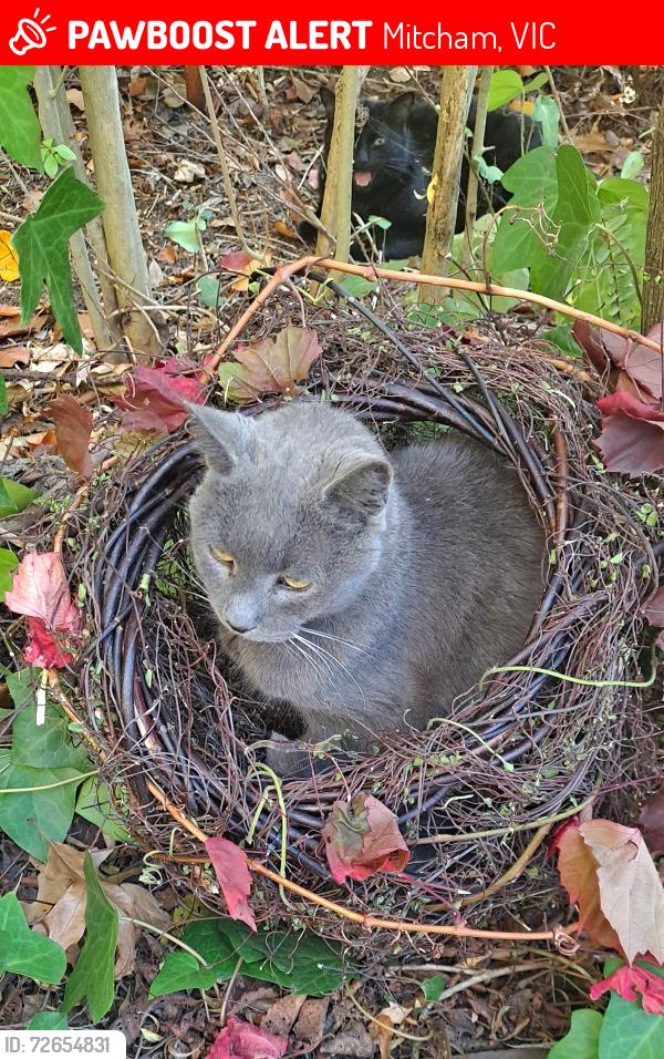Lost Male Cat last seen Cherry court, mitcham 3132, Mitcham, VIC 3132
