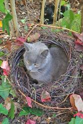 Lost Male Cat last seen Cherry court, mitcham 3132, Mitcham, VIC 3132