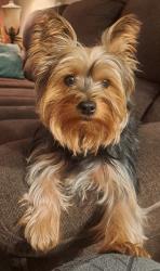 Lost Female Dog last seen Near lincoln ave spc 39, Buena Park, CA 90620