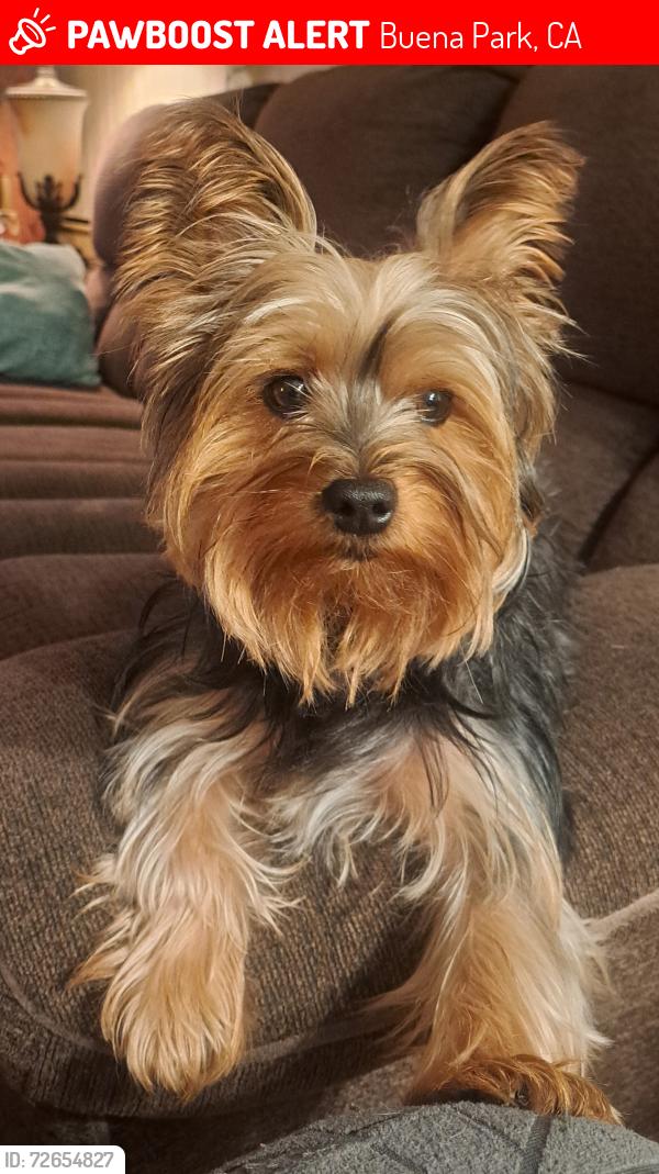 Lost Female Dog last seen Near lincoln ave spc 39, Buena Park, CA 90620