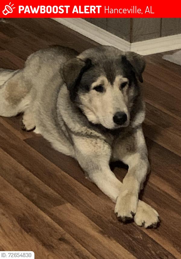 Lost Male Dog last seen Co rd 219 and co rd 223, Hanceville, AL 35077