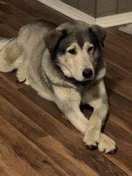 Lost Male Dog last seen Co rd 219 and co rd 223, Hanceville, AL 35077
