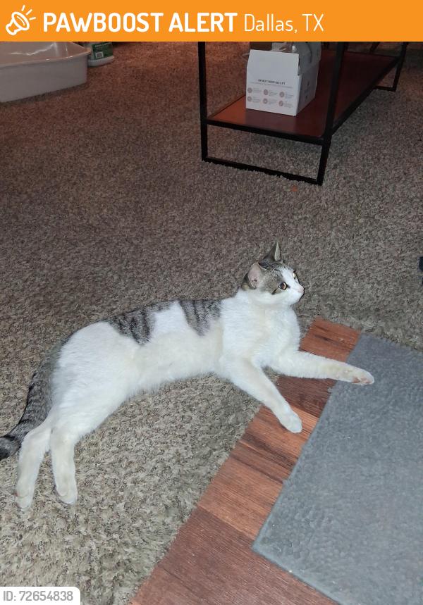 Found/Stray Male Cat last seen Near Forest Lane , Dallas, TX 75243