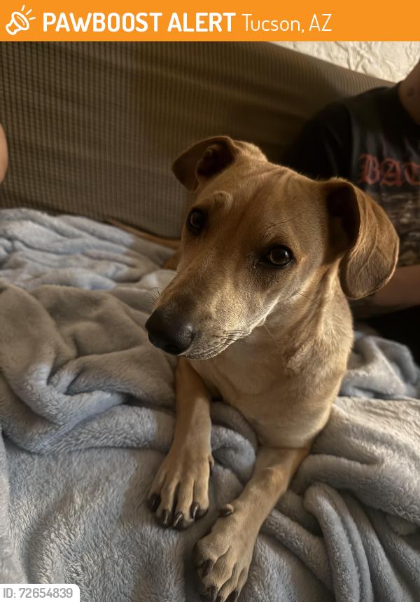 Found/Stray Female Dog last seen Speedway and Stone, Tucson, AZ 85705