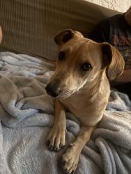 Found/Stray Female Dog last seen Speedway and Stone, Tucson, AZ 85705