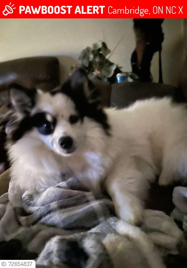 Lost Male Dog last seen By Saint Lukes, Cambridge, ON N3C 1X4