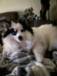 Lost Male Dog last seen By Saint Lukes, Cambridge, ON N3C 1X4