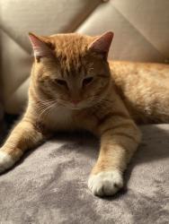Lost Male Cat last seen Valley junior high, West Valley City, UT 84120