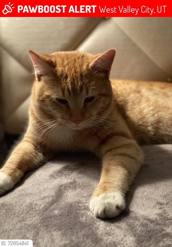Lost Male Cat last seen Valley junior high, West Valley City, UT 84120