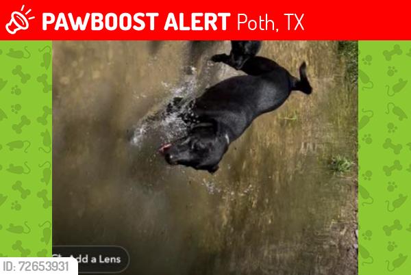 Lost Female Dog last seen On a ranch chasing a rabbit, Poth, TX 78147