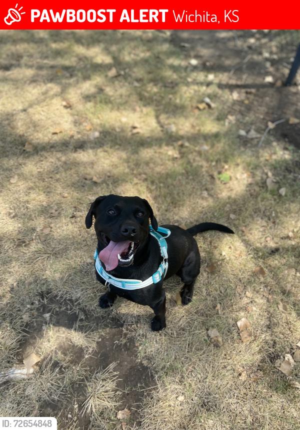 Lost Male Dog last seen 13th and Tyler , Wichita, KS 67212