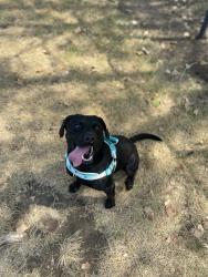 Lost Male Dog last seen 13th and Tyler , Wichita, KS 67212