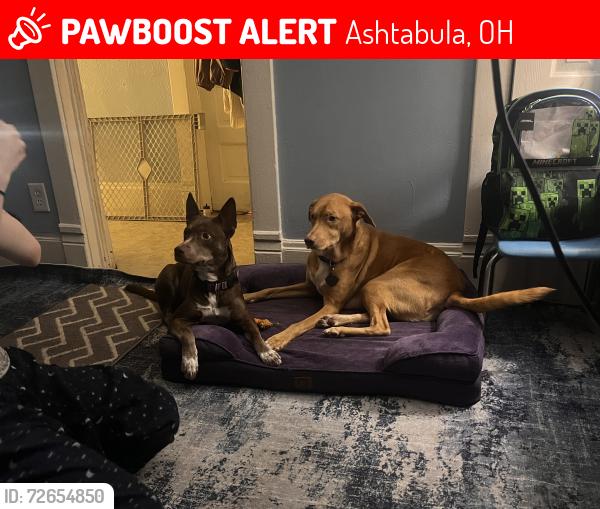 Lost Male Dog last seen W30, Ashtabula, OH 44004