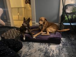 Lost Male Dog last seen W30, Ashtabula, OH 44004