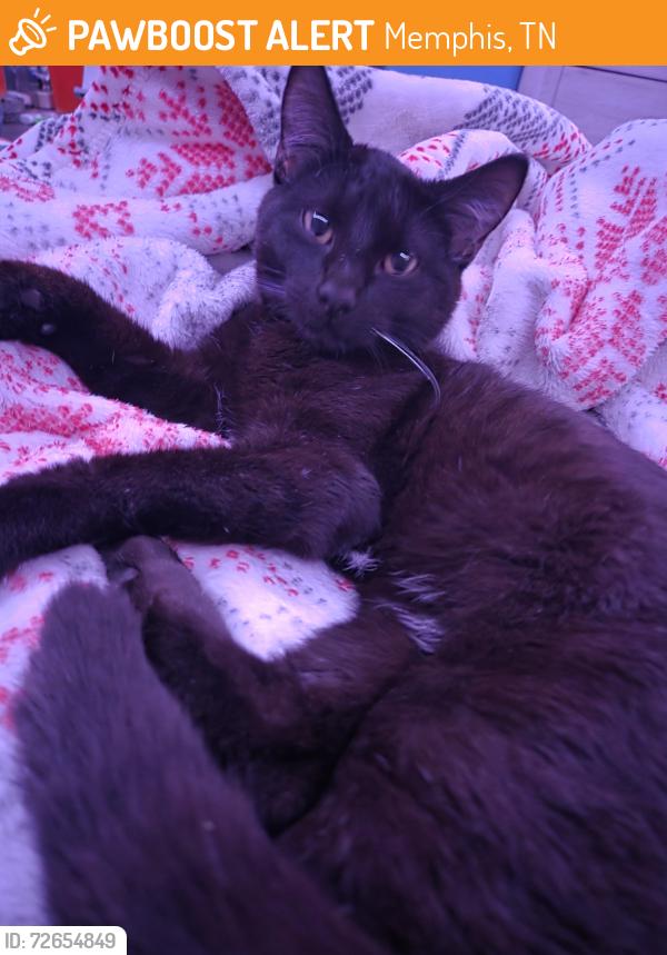 Found/Stray Male Cat last seen Dearing Rd & Sea Isle, Memphis, TN 38117