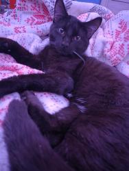 Found/Stray Male Cat last seen Dearing Rd & Sea Isle, Memphis, TN 38117