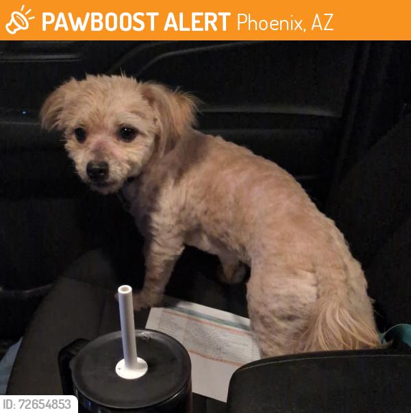 Found/Stray Male Dog last seen S Gas Station 7th St and Maryland, Phoenix, AZ 85014
