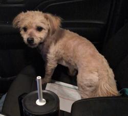 Found/Stray Male Dog last seen S Gas Station 7th St and Maryland, Phoenix, AZ 85014