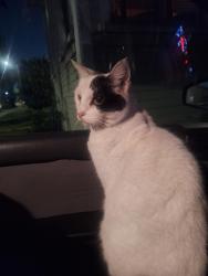 Lost Female Cat last seen Gifford ave and 55th st, Maywood, CA 90270