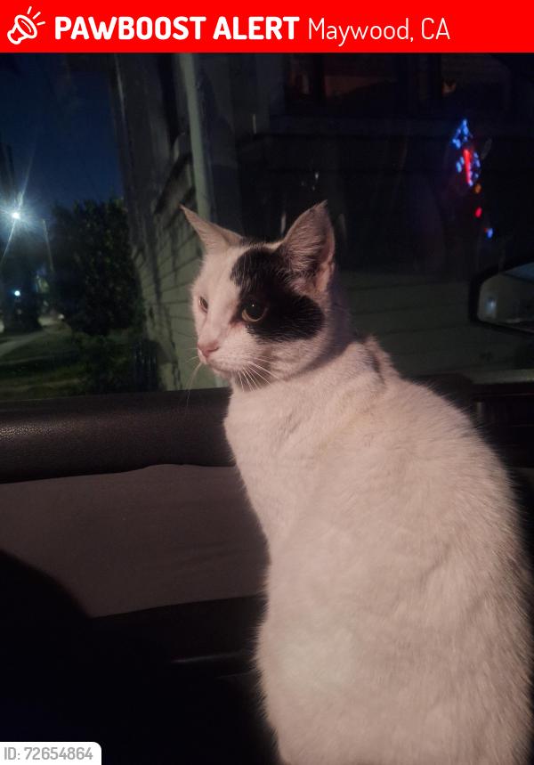 Lost Female Cat last seen Gifford ave and 55th st, Maywood, CA 90270