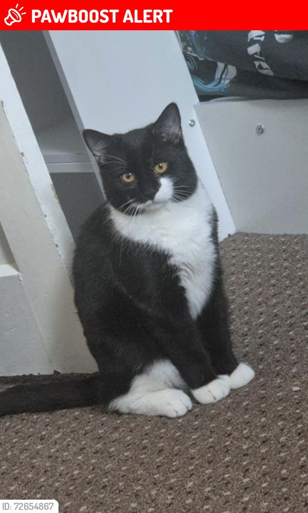 Lost Male Cat last seen LE5 5AA, Leicester, England LE5 5AA