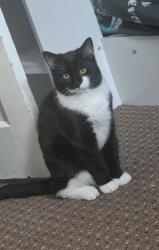 Lost Male Cat last seen LE5 5AA , Leicester, England LE5 5AA