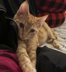 Lost Female Cat last seen Woodbridge s , West Covina, CA 91792