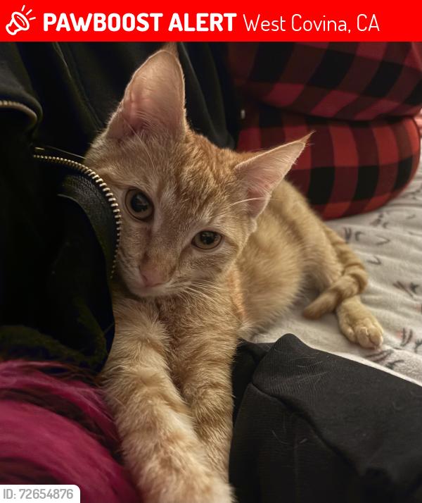 Lost Female Cat last seen Woodbridge s , West Covina, CA 91792