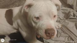 Lost Female Dog last seen Vermont and copper or Marquette , Albuquerque, NM 87108