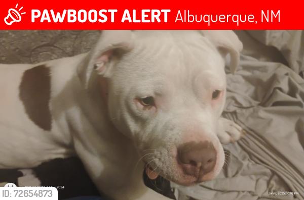 Lost Female Dog last seen Vermont and copper or Marquette , Albuquerque, NM 87108