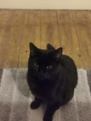 Lost Male Cat last seen Gillingham train station, Medway, England ME7 1DZ