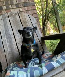 Lost Male Dog last seen Church on Westhill Drive and Nolan River Road in Cleburne, TX 76033, Cleburne, TX 76033