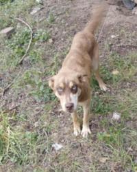 Lost Male Dog last seen Lakeside hses by the dollar general and Valero off of rigsby in that neighborhood , San Antonio, TX 78222