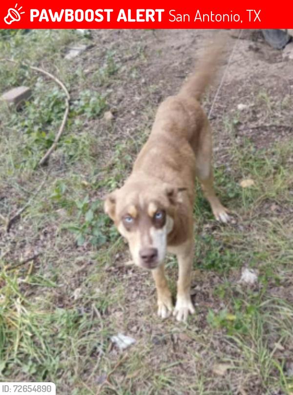 Lost Male Dog last seen Lakeside hses by the dollar general and Valero off of rigsby in that neighborhood , San Antonio, TX 78222
