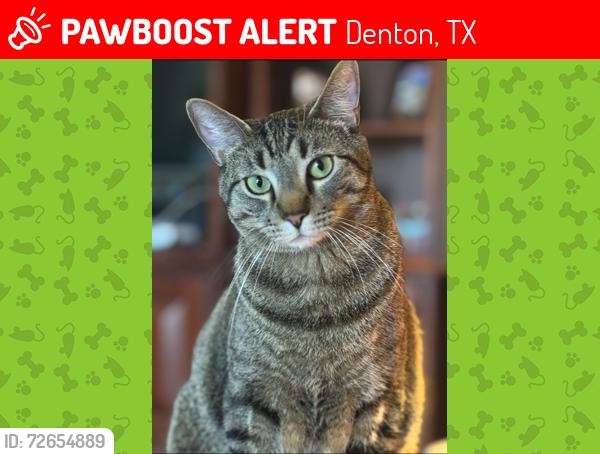 Lost Male Cat last seen POCKRUS PAGE, Denton, TX 76208