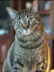 Lost Male Cat last seen POCKRUS PAGE, Denton, TX 76208
